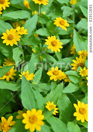 Plant: Melampodium Asteraceae Plant: Melampodium Asteraceae 81911691