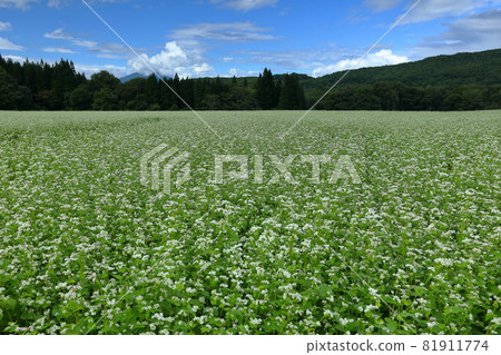 Soba flowers in the vast buckwheat field of the Sarugaku Plateau, Shimogo-cho, Minamiaizu-gun, Fukushima Prefecture 81911774