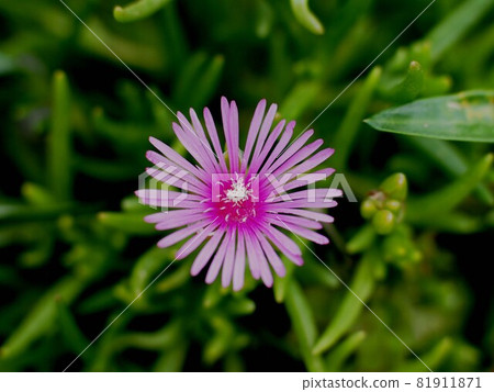 One-wheeled trailing ice plant (Delosperma) One-wheeled trailing ice plant (Delosperma) 81911871