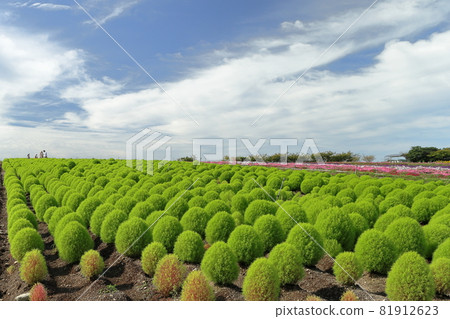 南知多觀光農場花卉廣場 81912623