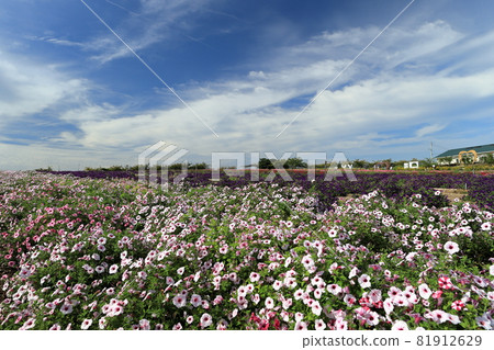 南知多觀光農場花卉廣場 81912629