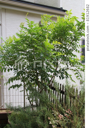 花園裡的格里菲斯的灰燼 81912682