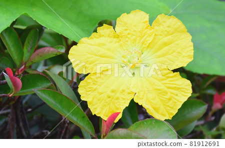 One yellow flower of loofah (green background) Colorful loofah flower 81912691