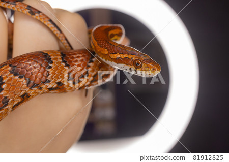 Subadult Western Hognose held in adult woman's hand. 81912825