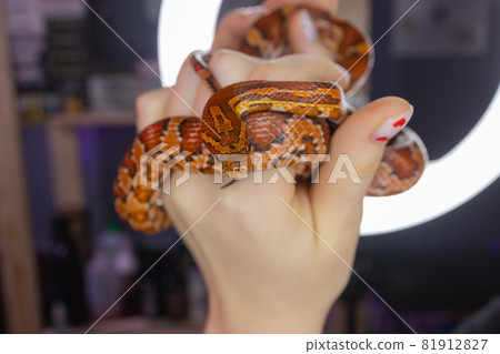Subadult Western Hognose held in adult woman's hand. 81912827