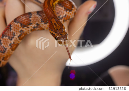 Subadult Western Hognose held in adult woman's hand. Subadult Western Hognose held in adult woman's hand. 81912838