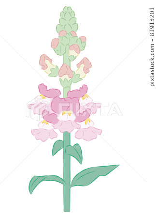 金魚草的插圖 81913201