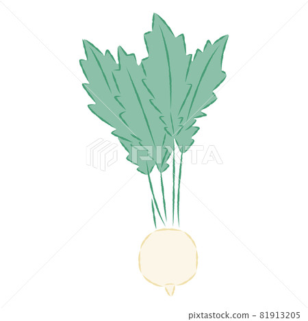 Illustration of turnip Illustration of turnip 81913205