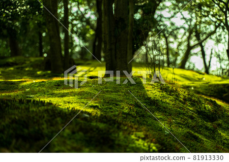 Sunbeams and mossy forest Sunbeams and mossy forest 81913330