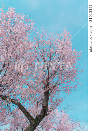 櫻花在天空中 櫻花在天空中 81913331