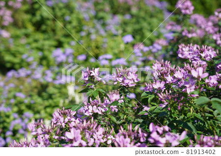Hortus ossium Hortus ossium 81913402