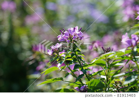 Hortus ossium Hortus ossium 81913403