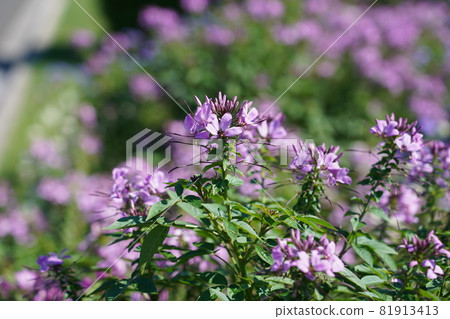 Hortus ossium Hortus ossium 81913413