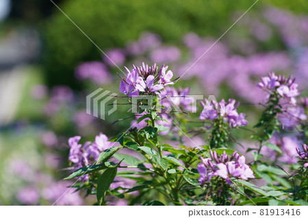Hortus ossium Hortus ossium 81913416