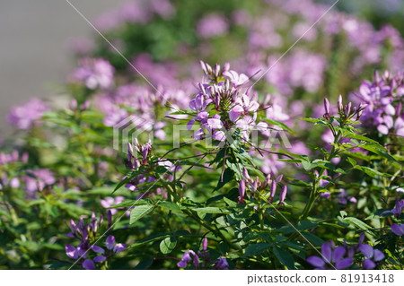 Hortus ossium Hortus ossium 81913418