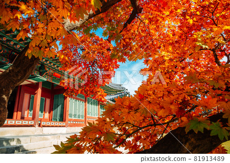 Deoksugung Palace with autumn maple in Seoul, Korea 81913489