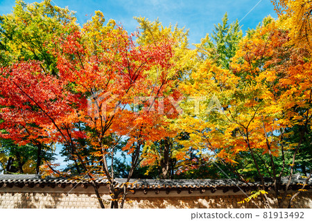 Deoksugung stonewall walkway with autumn leaves in Seoul, Korea 81913492