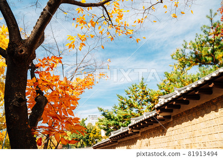 Deoksugung stonewall walkway with autumn leaves in Seoul, Korea 81913494