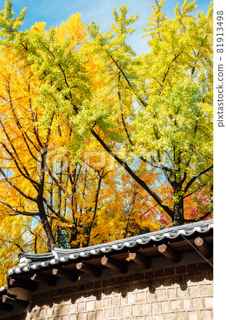 Deoksugung stonewall walkway with autumn leaves in Seoul, Korea 81913498