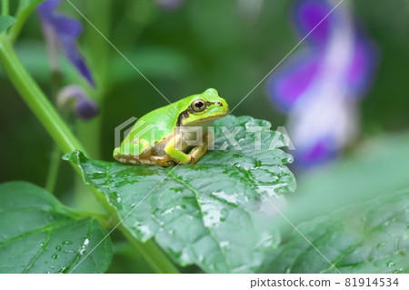 Japanese tree frog on a leaf 81914534