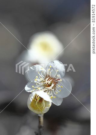 It bears the cold and blooms elegantly It bears the cold and blooms elegantly 81914572