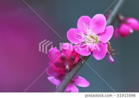 It bears the cold and blooms elegantly It bears the cold and blooms elegantly 81915896