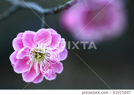 It bears the cold and blooms elegantly It bears the cold and blooms elegantly 81915897