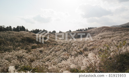 pampas grass field in jeju island, south korea pampas grass field in jeju island, south korea 81915933