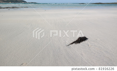 沙灘上的水生植物 81916226