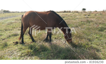Horses that are grazing and bred in Jeju Island Horses that are grazing and bred in Jeju Island 81916230
