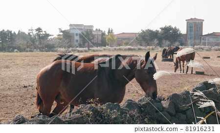 在濟州島放牧和繁殖的馬 在濟州島放牧和繁殖的馬 81916231