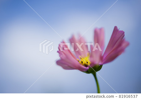 Cosmos and sky 81916537