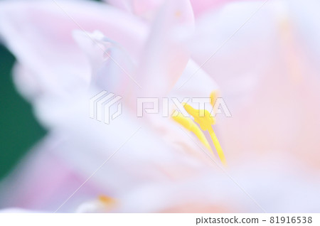 Close-up of white flowers 81916538