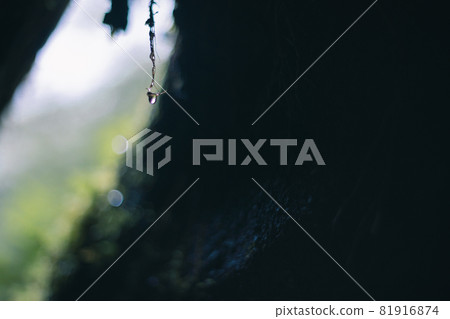 Rainwater in the forest of Yakushima like the forest of Mononoke 81916874