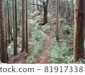 雪松森林上升的道路 81917338