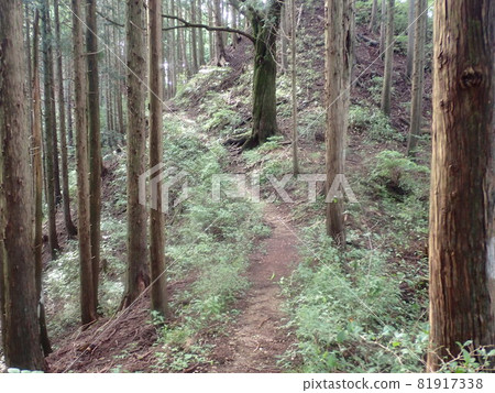 雪松森林上升的道路 81917338