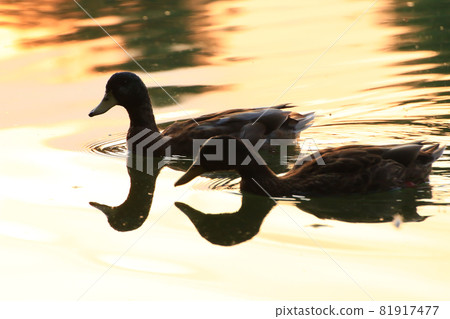 The wild goose float in the evening lake while the golden light reflected in the beautiful water surface. 81917477