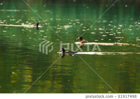 wild ducks on the lake near danube river in Germany. view trough the grass 81917498
