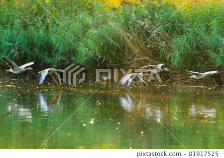 Regensburg, Germany: wild goose flaying near the Danube water stream Regensburg, Germany: wild goose flaying near the Danube water stream 81917525