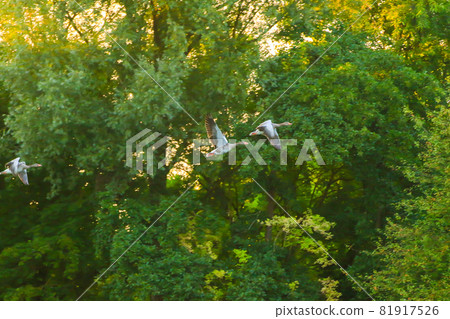 Regensburg, Germany: wild goose flaying near the Danube water stream Regensburg, Germany: wild goose flaying near the Danube water stream 81917526