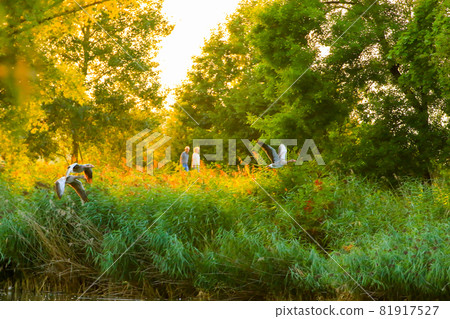 Regensburg, Germany: wild goose flaying near the Danube water stream Regensburg, Germany: wild goose flaying near the Danube water stream 81917527