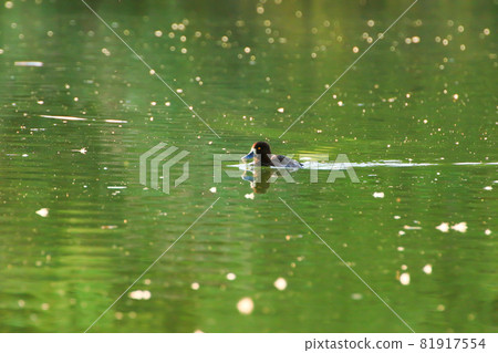 wild ducks on the lake near danube river in Germany wild ducks on the lake near danube river in Germany 81917554