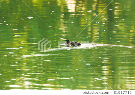 wild ducks on the lake near danube river in Germany wild ducks on the lake near danube river in Germany 81917715