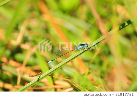 damselfly resting on green grass near the water stream 81917781