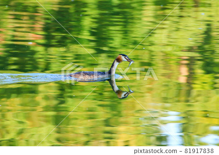 Great crested grebe bird floating on the Danube river Great crested grebe bird floating on the Danube river 81917838
