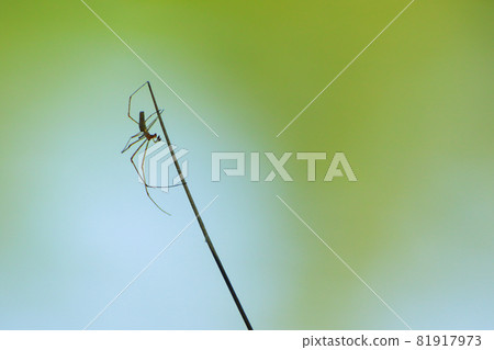 spider silhouette in the grass on green background 81917973