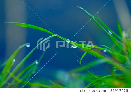 wild plants and fruits near the river wild plants and fruits near the river 81917976