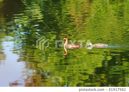 Great crested grebe bird floating on the Danube river 81917982