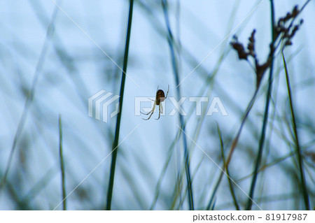 spider silhouette in the grass on blue background 81917987