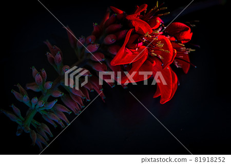 Flowers of Deigo 81918252